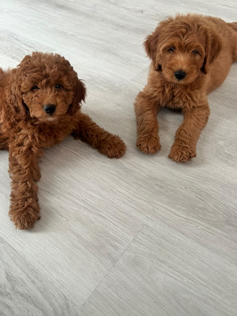 Two puppies resting on the studio floor at Pawsitively Pilates