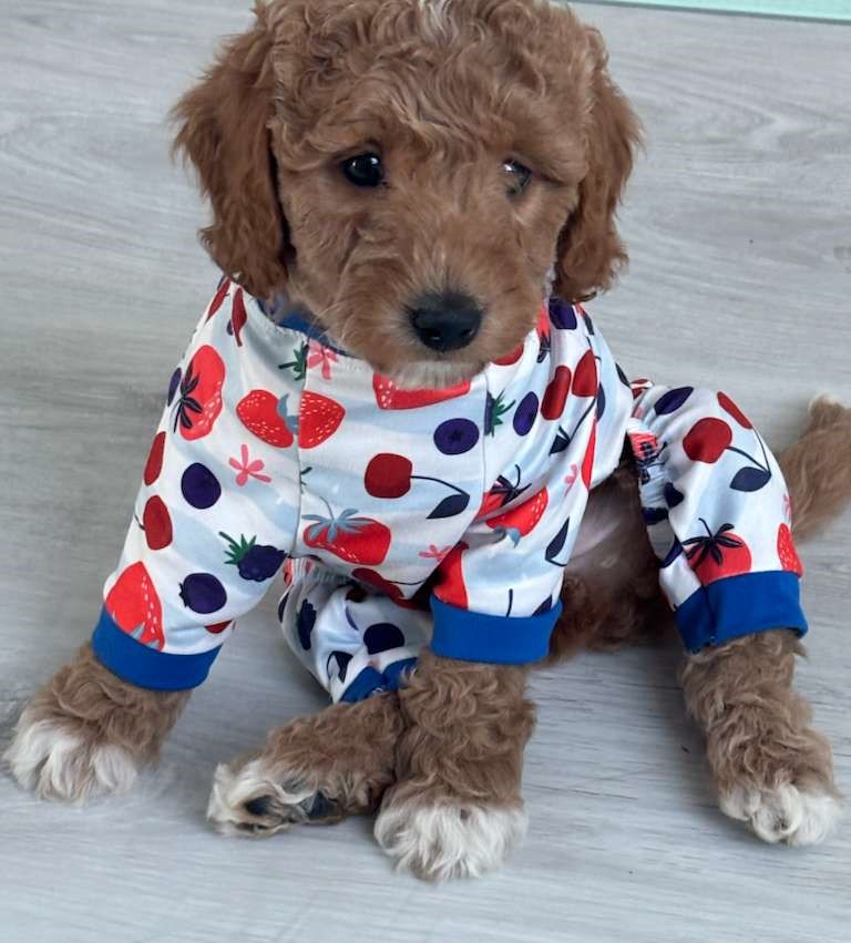 Adorable puppy in fruit-patterned pajamas